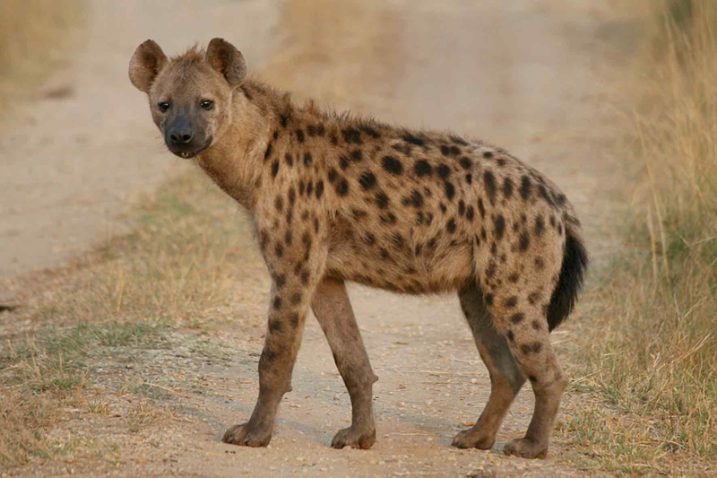 Illustration for article titled Wednesday Hyena - Crocuta crocuta Edition